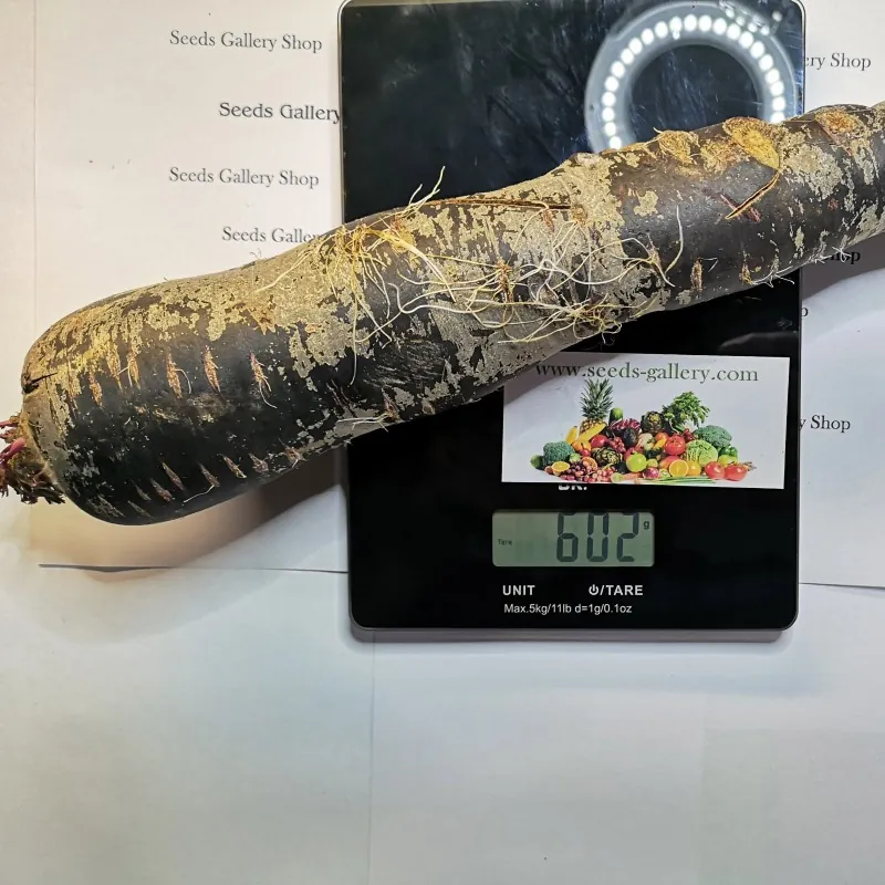 Giant Carrot Seeds Purple Dragon