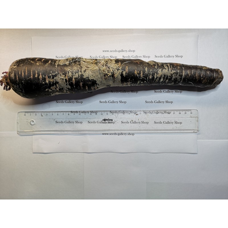 Price: €1.55 - Semillas de zanahoria gigante Purple Dragon - 
