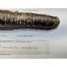 Price: €1.55 - Semillas de zanahoria gigante Purple Dragon - 