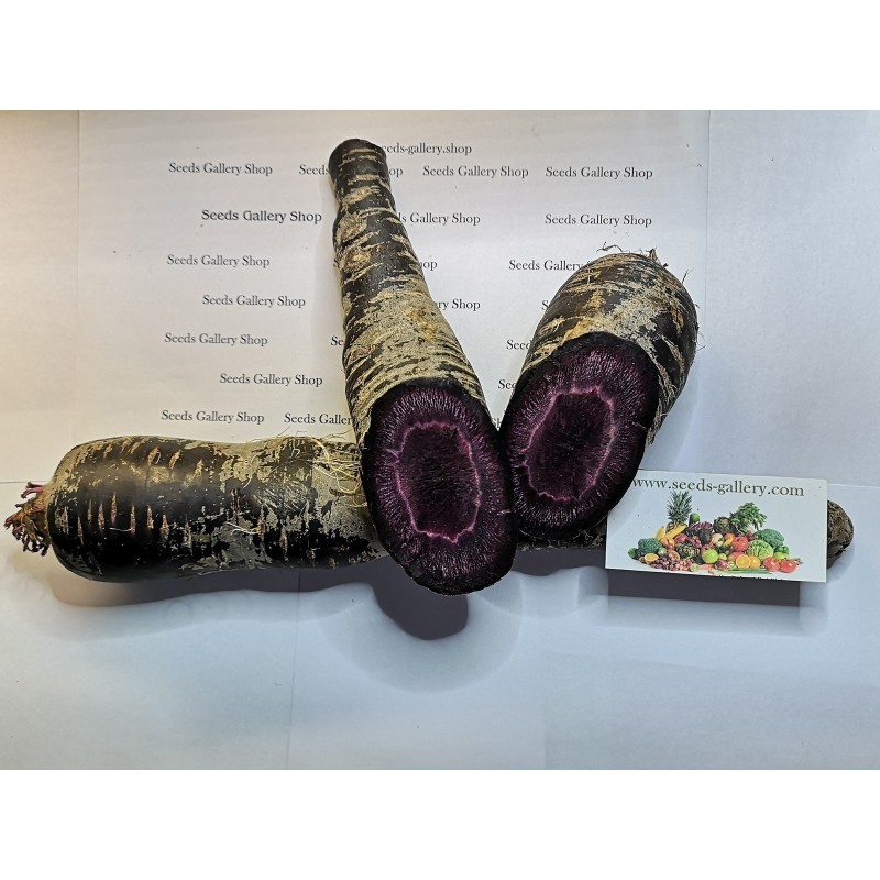 Price: €1.55 - Semillas de zanahoria gigante Purple Dragon - 