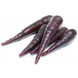 Price: €1.55 - Dzinovska Sargarepa, Mrkva Seme Purple Dragon - 