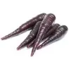 Semi di carote giganti Purple Dragon
