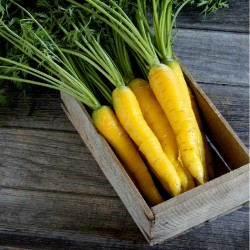 Semillas de Zanahoria Amarilla Gigante 1.5 - 2
