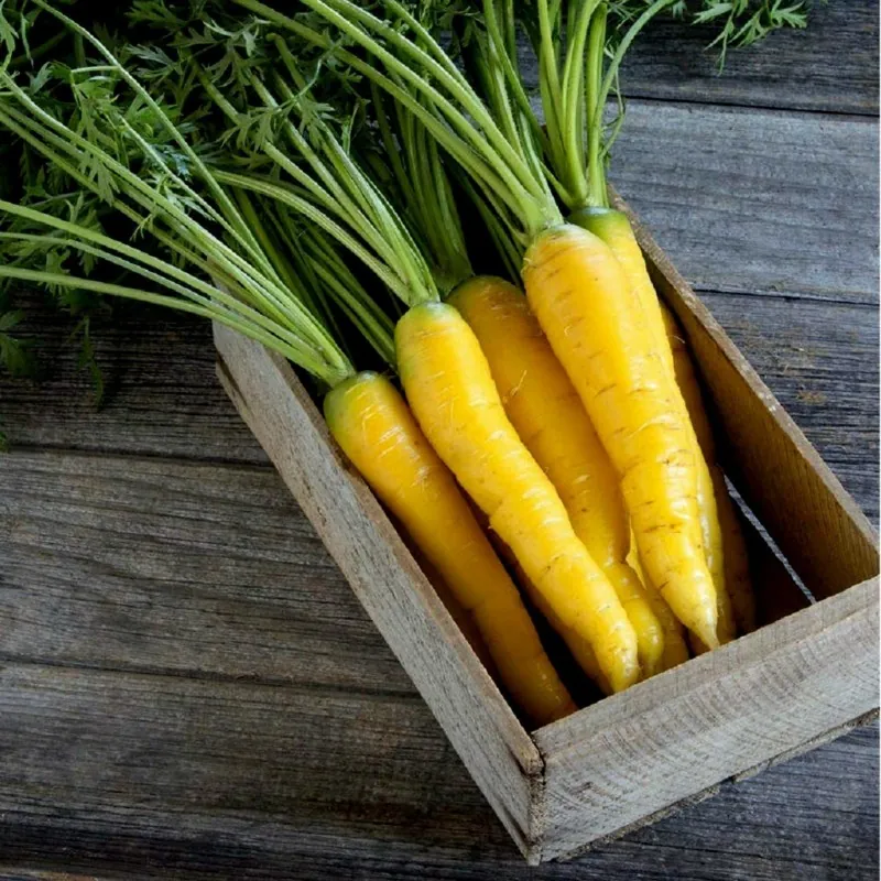 Giant Yellow Carrot Seeds