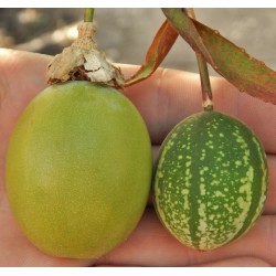 Sementes de Passiflora maliformis 1.7 - 1
