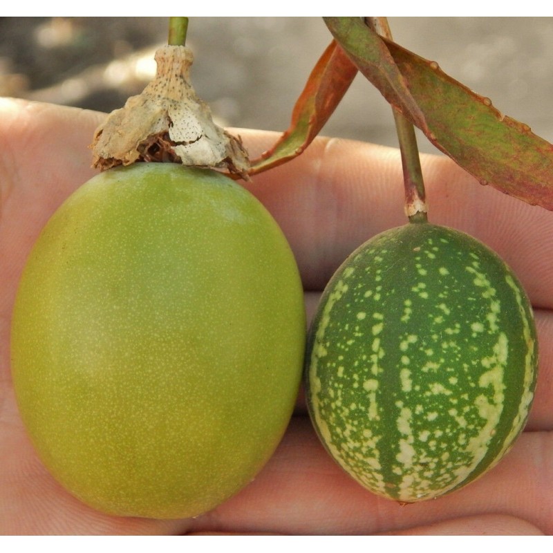 Price: €2.3 - Semi di Passiflora maliformis - 