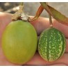 Price: €2.3 - Sweet Calabash Seeds - 