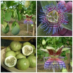 Hristov Venac Seme Passiflora maliformis 1.7 - 2