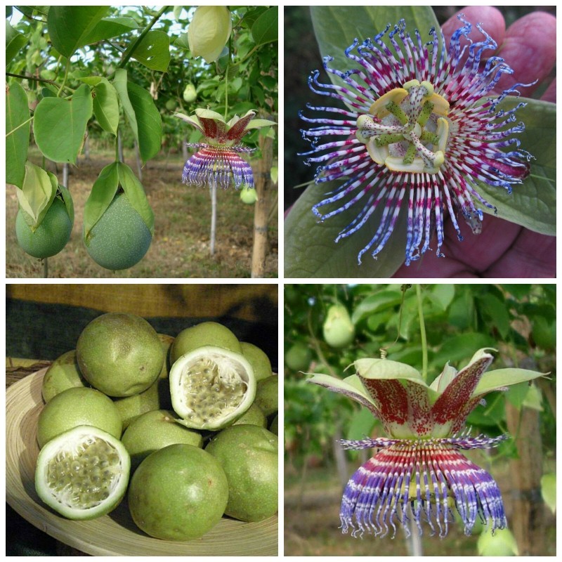 Price: €2.3 - Sweet Calabash Seeds - 