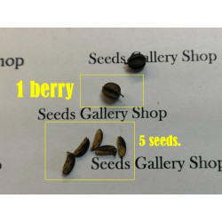 Semillas de Ginseng Siberiano, Eleuterococo, Eleutero 3 - 5