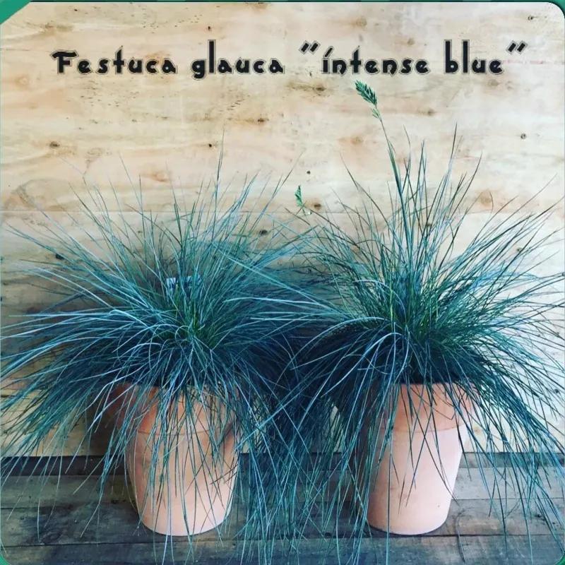 Semillas De Pasto Blue Fescue