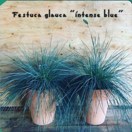 Price: €1.85 - Blue Grass Seeds Festuca Glauca Intense Blue - 