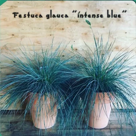 Semillas De Pasto Blue Fescue