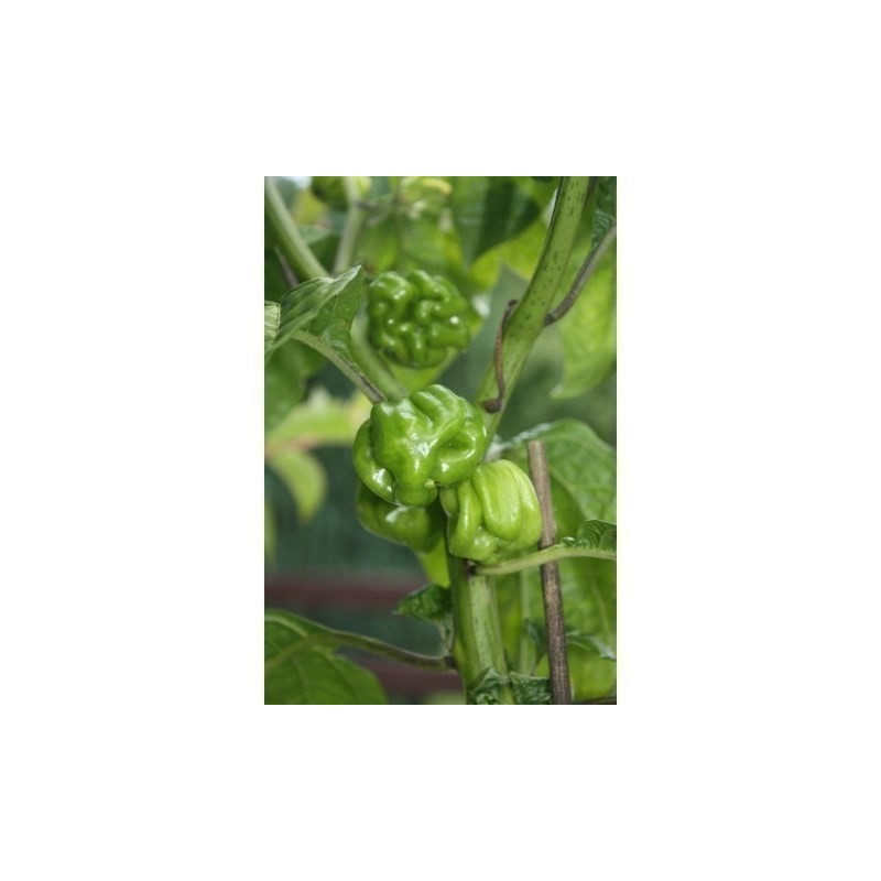 Price: €2.5 - Semillas de Pimientos Picantes de Senegal - Seeds Gallery