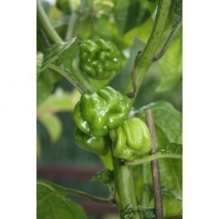Price: €2.5 - Σπόροι Τσίλι - πιπέρι Habanero Senegal - Seeds Gallery