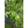 Price: €2.5 - Habanero Senegal Samen (Capsicum chinense) - Seeds Gallery