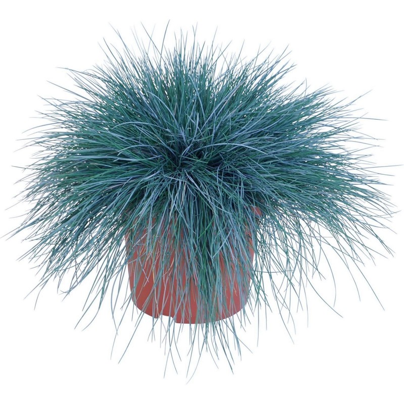 Price: €1.85 - Blåsvingel Växt Frön (Festuca glauca) - 