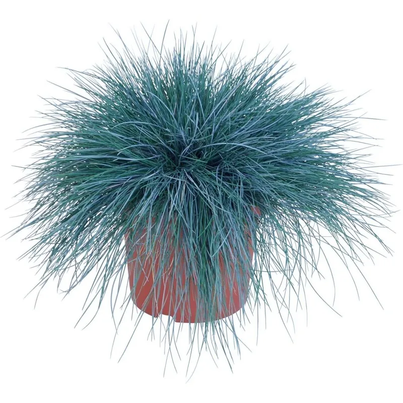 Semillas De Pasto Blue Fescue