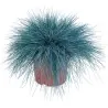 Semillas De Pasto Blue Fescue