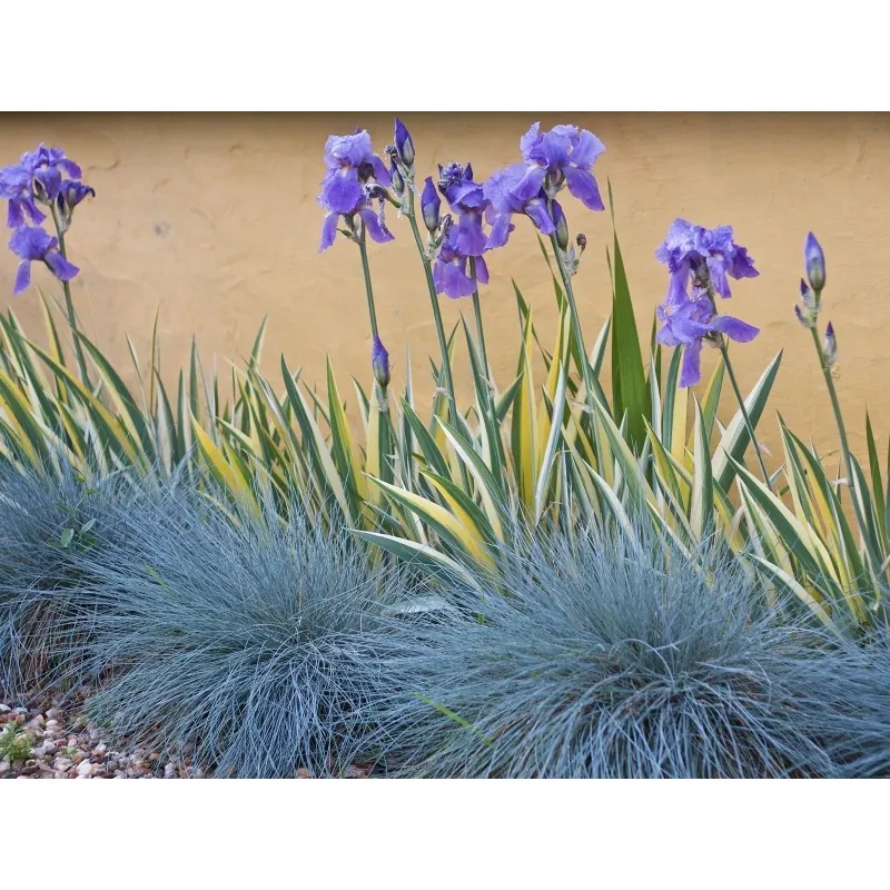 Semillas De Pasto Blue Fescue