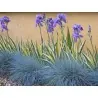 Semillas De Pasto Blue Fescue