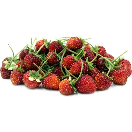 Wild Strawberry Seeds RUGIA (Fragaria vesca)