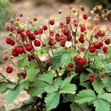 Price: €2.5 - Sementes De Morango Silvestre Moranguinho RUGIA (Fragaria vesca) - 