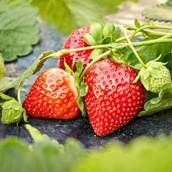 Red Strawberry Seeds 1.95 - 1