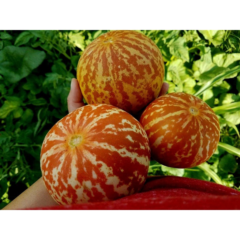 Price: €4.95 - Σπόροι Αρμενίων Πεπόνι Tigger - Seeds Gallery