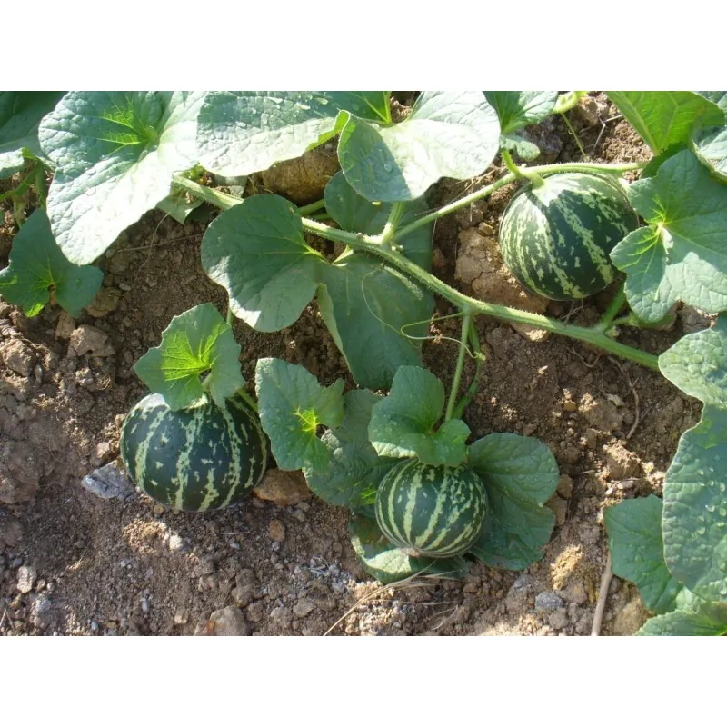 Semillas De Melon Tigre (Tigger Melon)