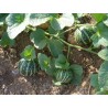 Price: €4.95 - Σπόροι Αρμενίων Πεπόνι Tigger - Seeds Gallery