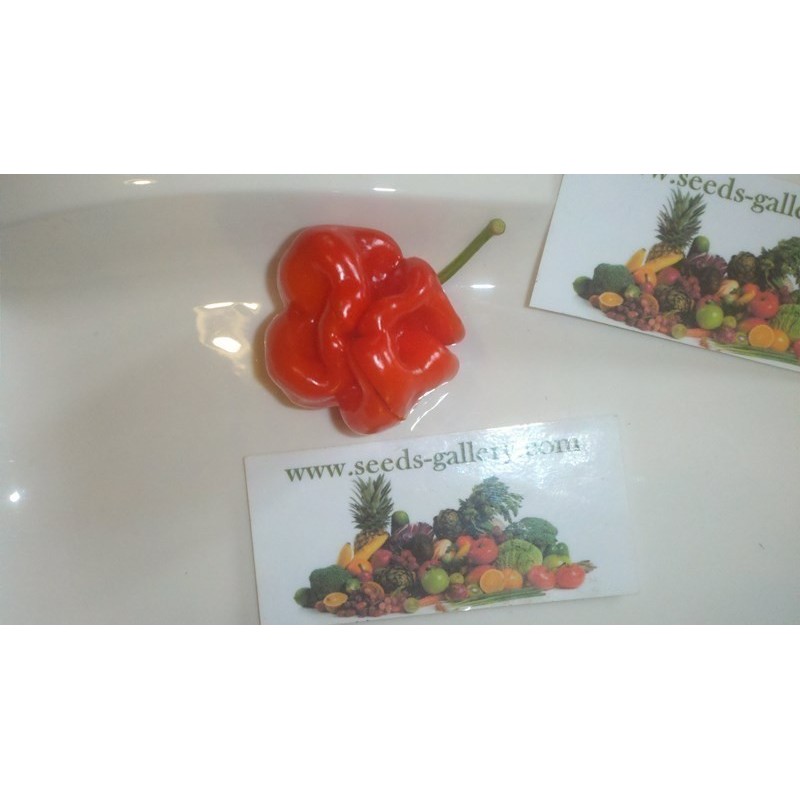 Price: €2.5 - Habanero Senegal Frön - Seeds Gallery
