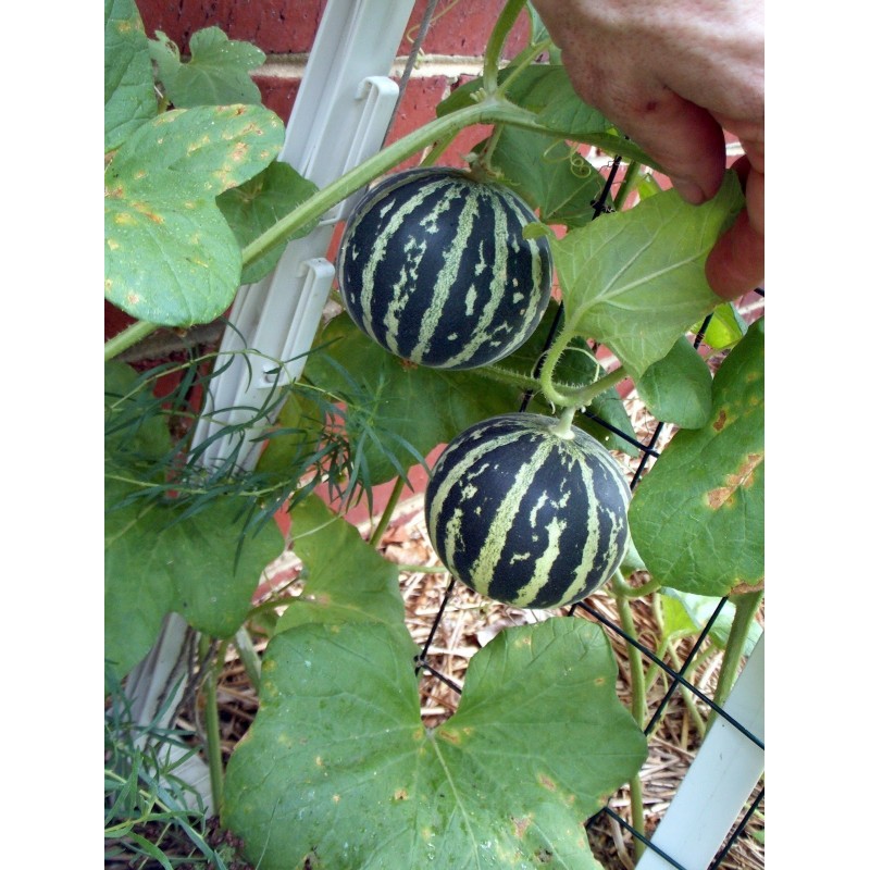 Graines Melon tigre (Melon d'Arménie)