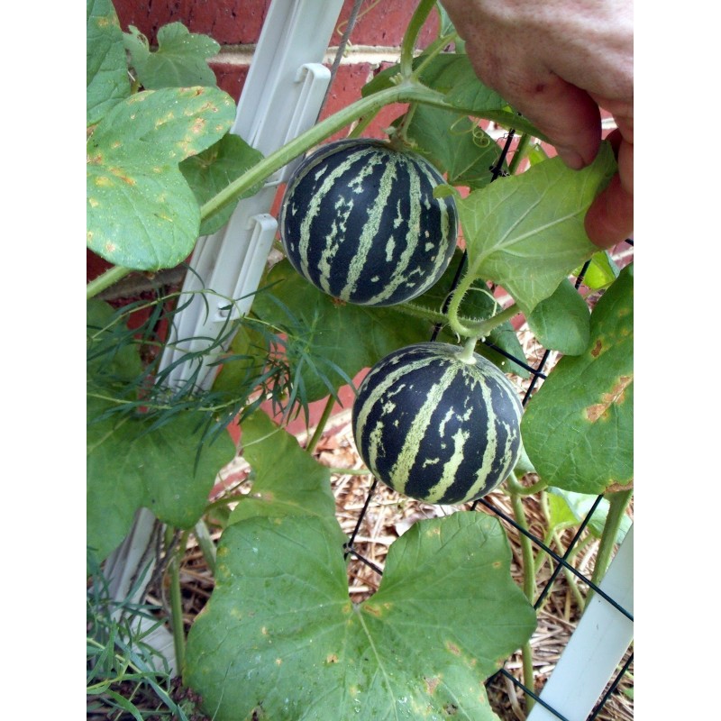 Price: €4.95 - Σπόροι Αρμενίων Πεπόνι Tigger - Seeds Gallery