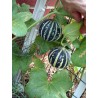Semillas De Melon Tigre (Tigger Melon)