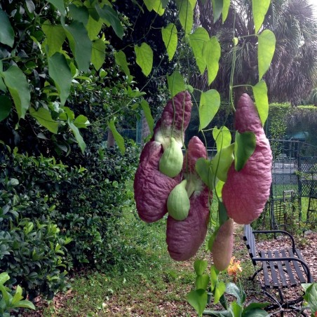 Price: €2.45 - Sementes Papo De Peru Planta Carnivora -