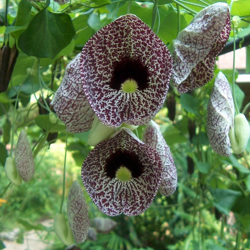 Price: €2.45 - Gespensterblume , Pfeifenwinden , Osterluzei Samen fleischfressend - 