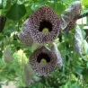 Birthworts, Pipevines, Dutchman's Pipes Seeds