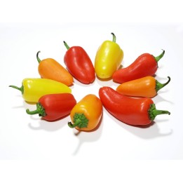 Hot Chilli Pepper Seeds SANTA FE GRANDE - GUERO - 1.395