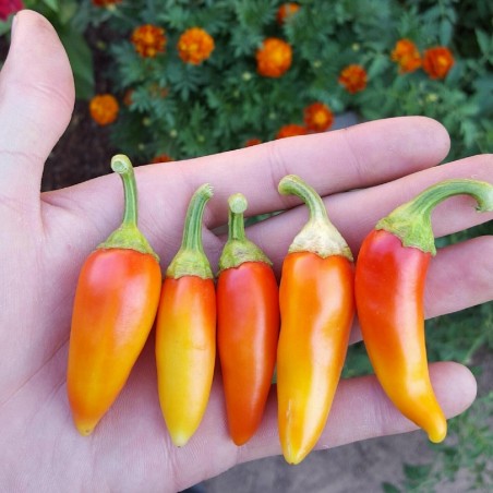 Price: €1.55 - Hot Chilli Pepper Seeds SANTA FE GRANDE - GUERO -