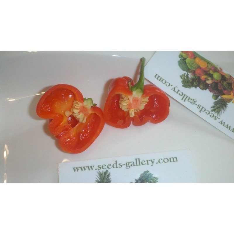 Price: €2.5 - Σπόροι Τσίλι - πιπέρι Habanero Senegal - Seeds Gallery