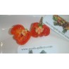 Price: €2.5 - Habanero Senegal Chili - Cili Seme - Seeds Gallery