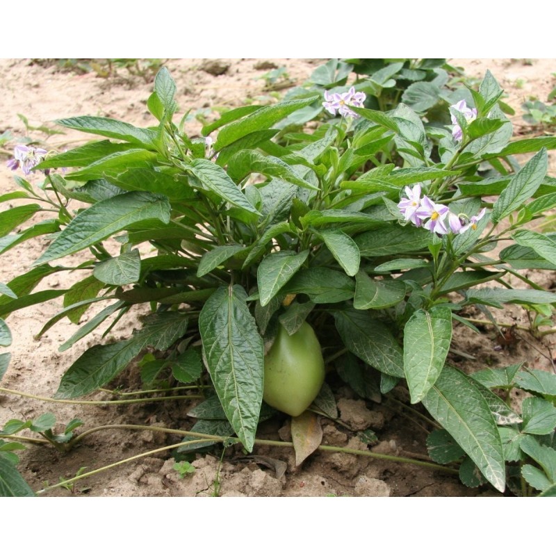 Price: €2.95 - Birnenmelone Pepino Samen (Solanum muricatum) - Seeds Gallery