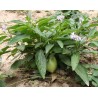 Price: €2.95 - Birnenmelone Pepino Samen (Solanum muricatum) - Seeds Gallery