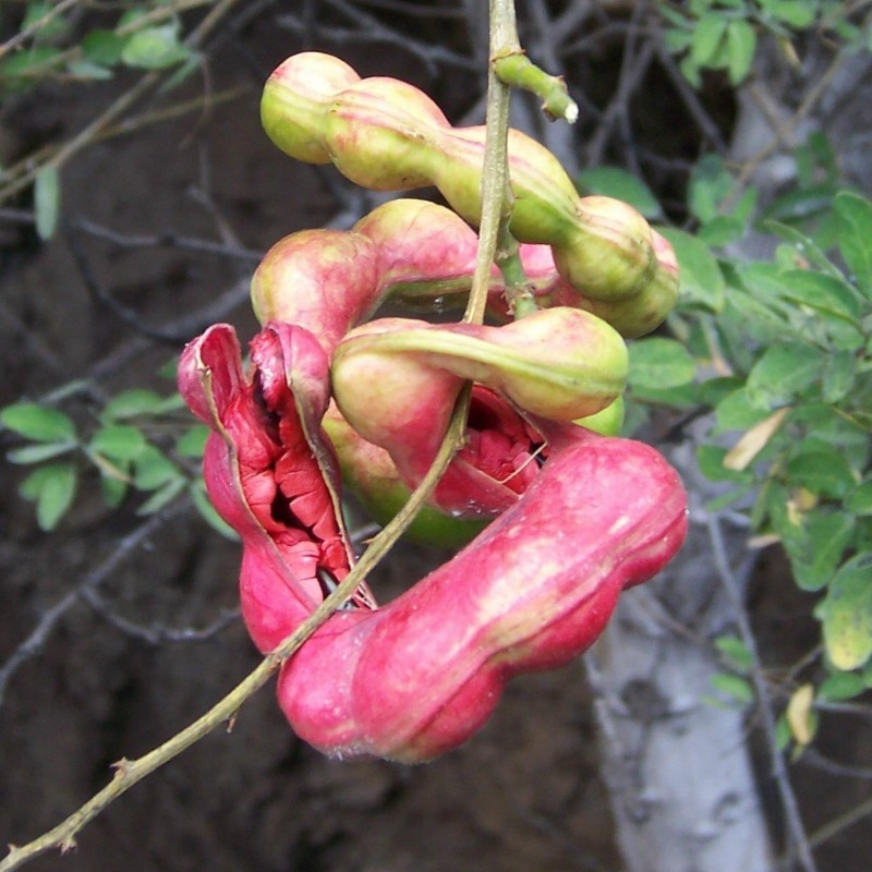 Semillas de Tamarindo de Manila (Pithecellobium dulce)