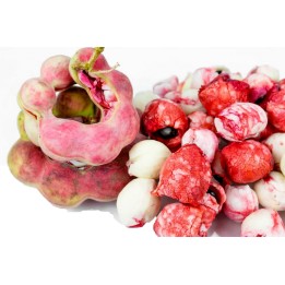 Monkeypod  - Manila tamarind Seeds (Pithecellobium dulce) - 2.25