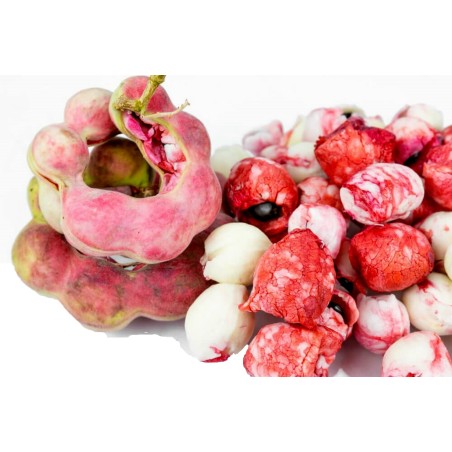 Semillas de Tamarindo de Manila (Pithecellobium dulce)