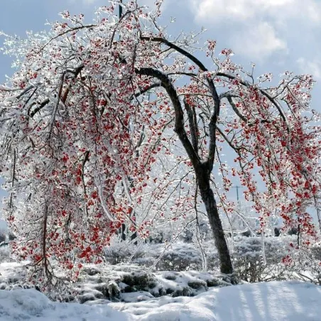 Semințe de persimon japonez (Diospyros kaki)