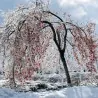 Semințe de persimon japonez (Diospyros kaki)