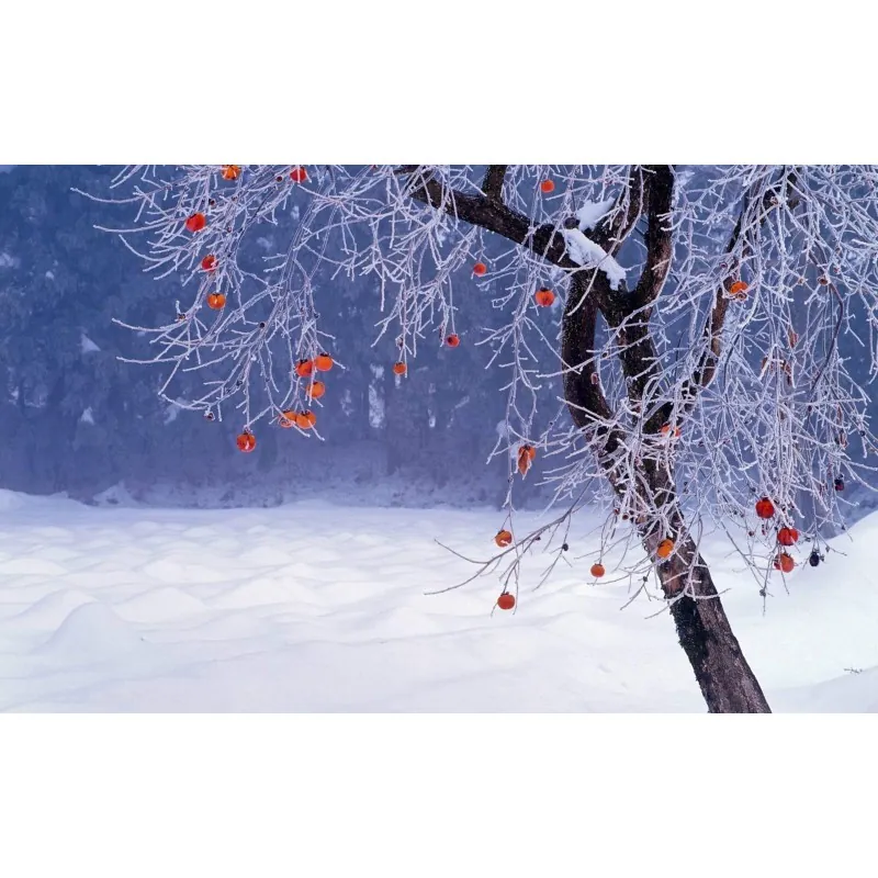 Semințe de persimon japonez (Diospyros kaki)